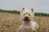WESTIE 393